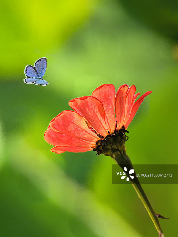 《百日菊》图片素材