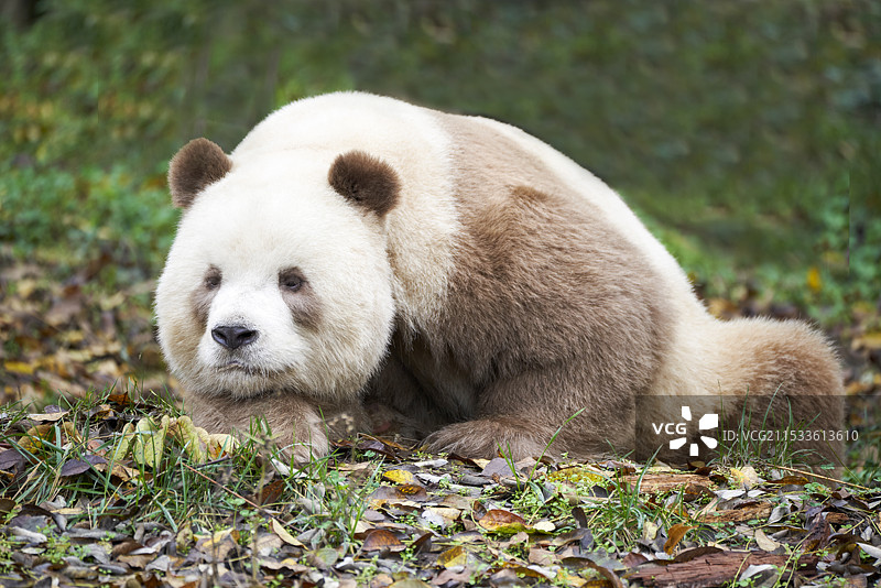 棕色大熊猫七仔图片素材