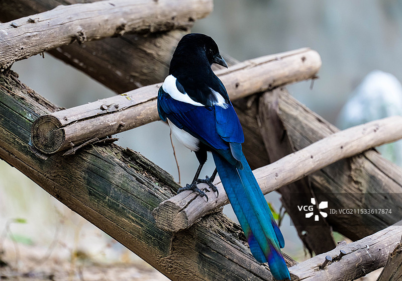 漂亮地喜鹊图片素材