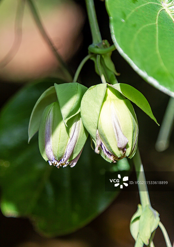 绿色百香果图片素材