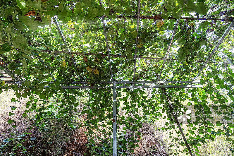 绿色百香果图片素材