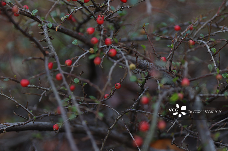 平枝栒子图片素材