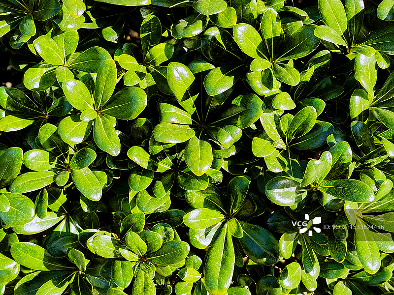 特写镜头下嫩绿色植物叶片舒展茁壮生长图片素材