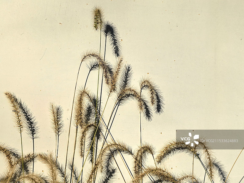 形影相随的狗尾巴草图片素材