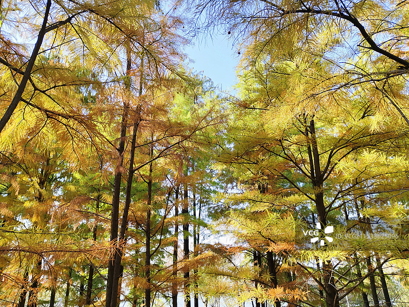 阳光透过 水杉林 照耀秋天的树林 武汉青山江滩公园 长江边秋色如画图片素材