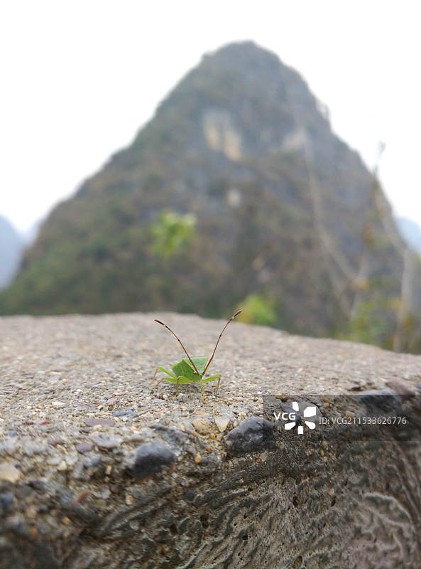 岩石上绿色的昆虫臭椿特写镜头图片素材