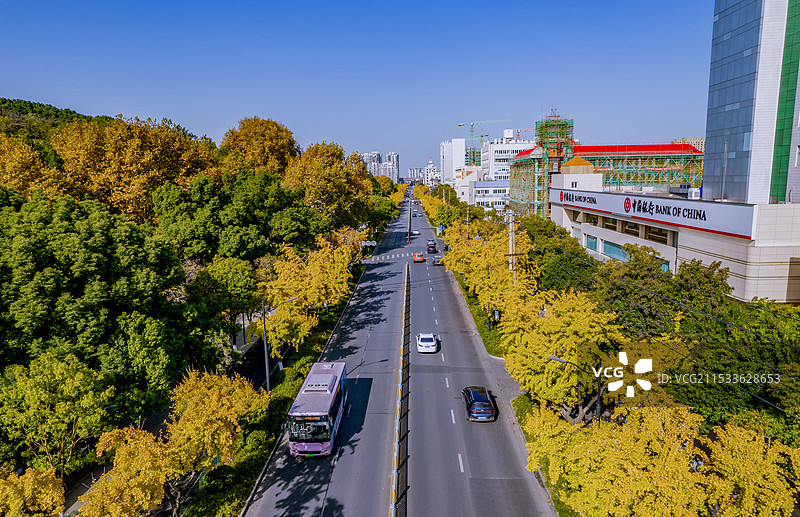 深秋芜湖的九华中路金色银杏大道图片素材