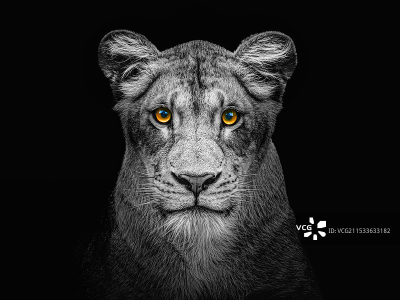 北京动物园非洲狮融融图片素材