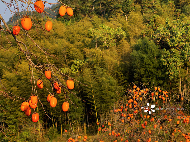 柿子红了图片素材