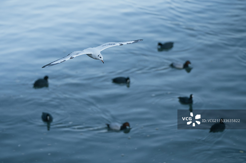 红嘴鸥整编队列图片素材