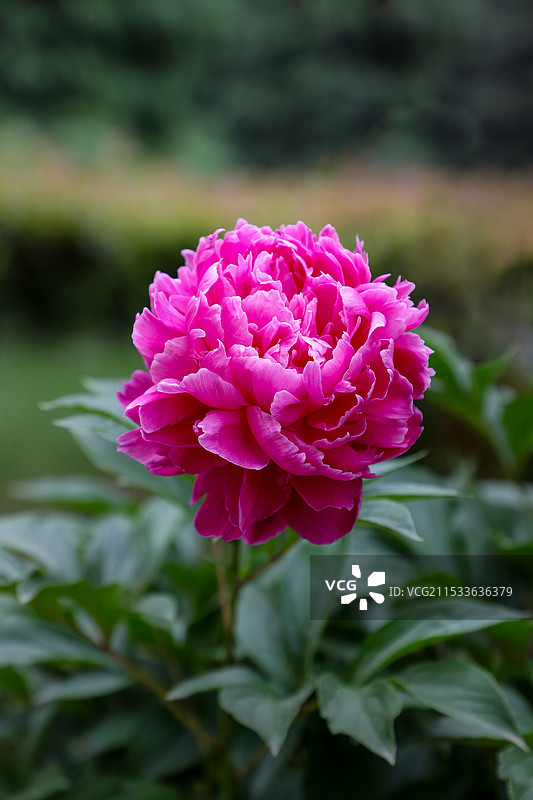 芍药花图片素材