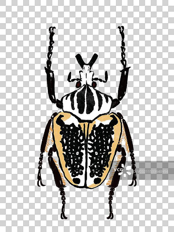 儿童插画———大王花金龟图片素材