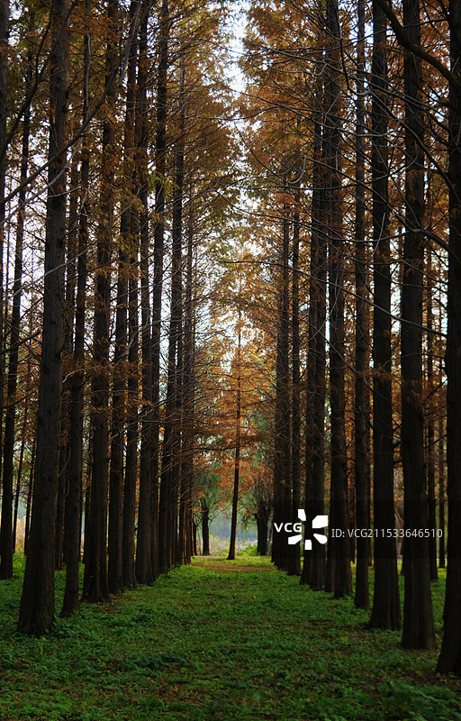 水杉树林图片素材