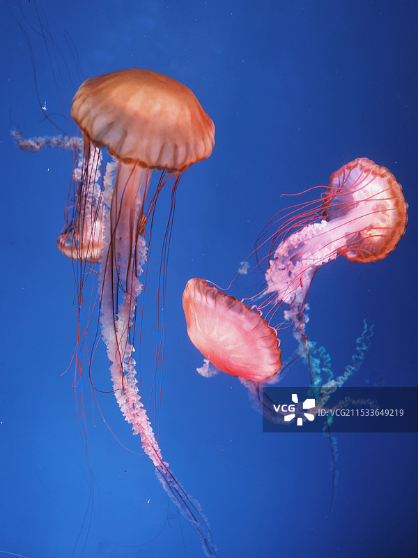 水母图片素材