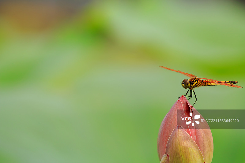 天津水上公园各种颜色的蜻蜓图片素材