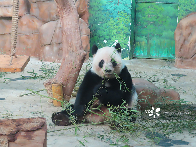 南宁动物园的大熊猫吃竹子图片素材