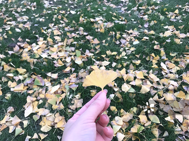 秋天落叶银杏黄叶手捡银杏叶图片素材