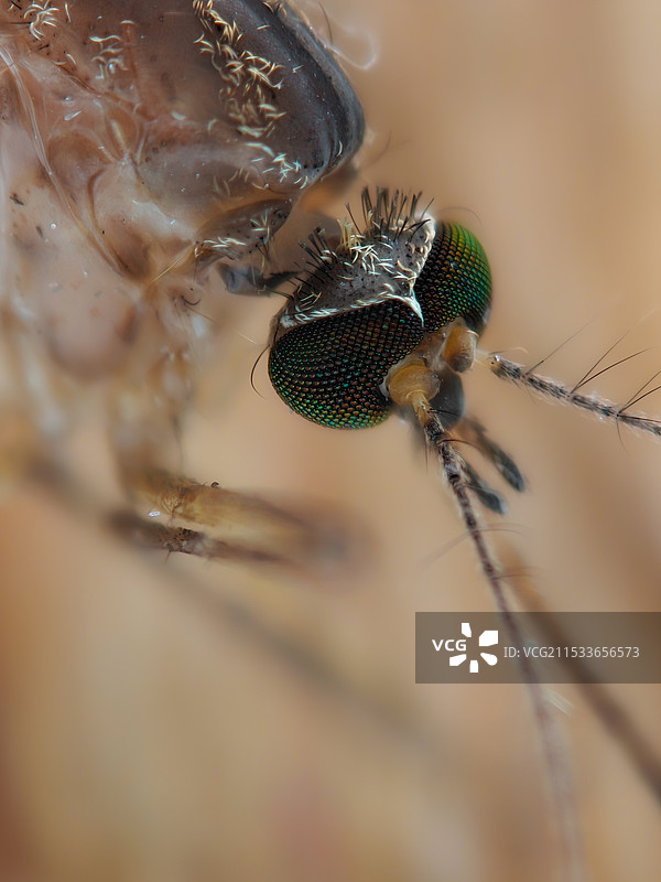 蚊子特写镜头图片素材