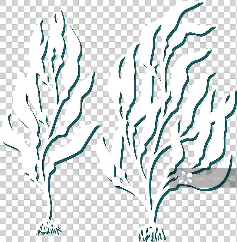 巨型海藻的集合图片素材