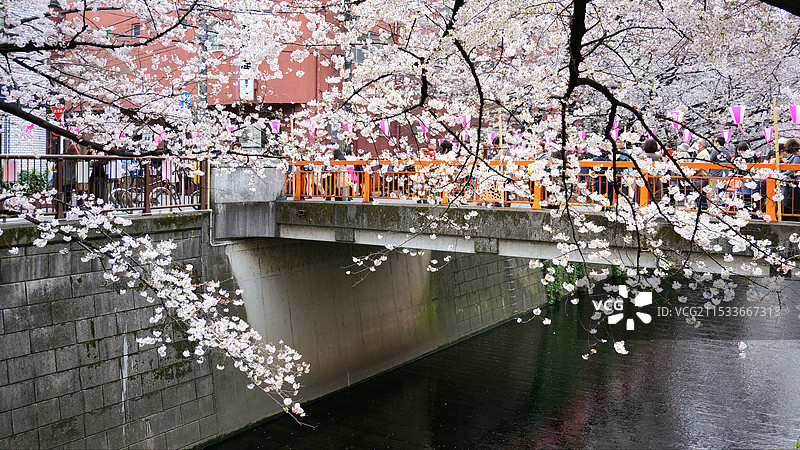 日本东京都目黑区，目黑川的樱花图片素材
