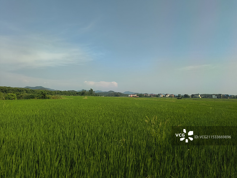 农业田顶天景观图片素材