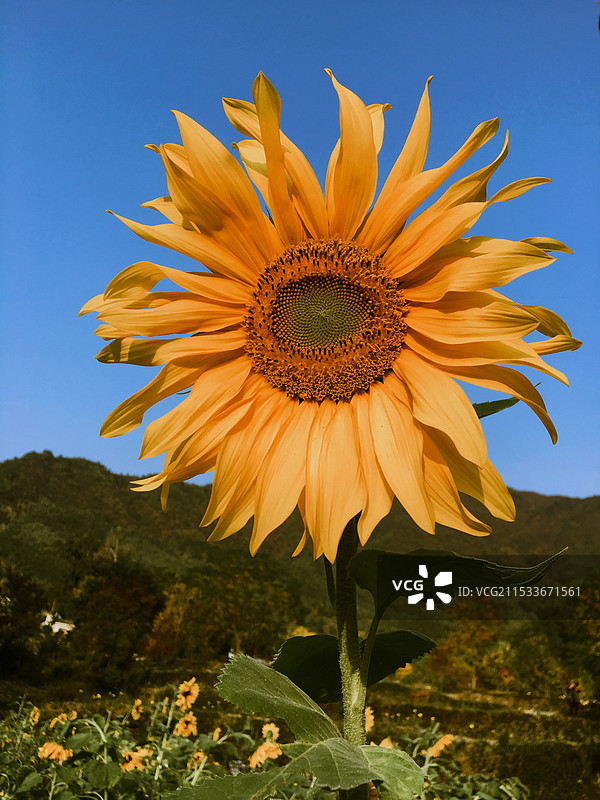秋日里的向日葵图片素材