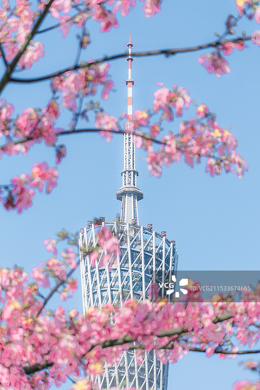 以异木棉为前景衬托的广州塔图片素材