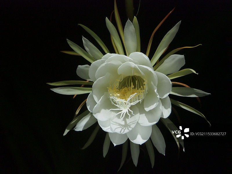 昙花一现图片素材