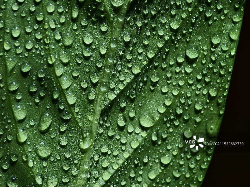 雨滴落在树叶上的全帧照片图片素材
