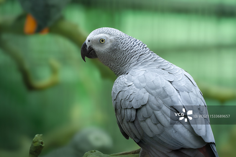 灰鹦鹉特写镜头图片素材