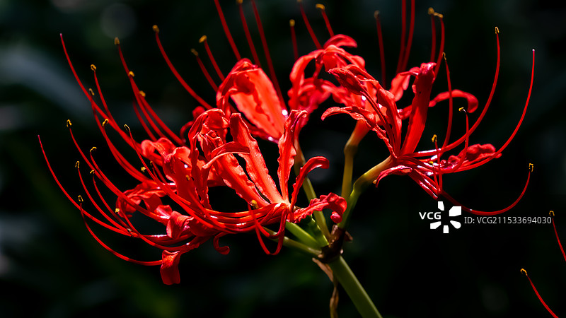 杭州植物园-彼岸花图片素材