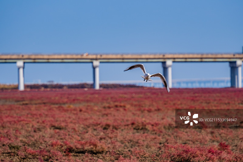 深秋的青岛洋河入海口，碱蓬草如烈焰般铺展，海滩映衬着碧波荡漾，水鸟在这里栖息，形成了这幅海岸画卷。图片素材