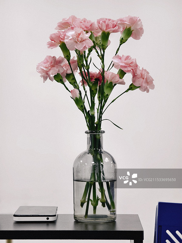 白色背景在花瓶里的粉色康乃馨图片素材