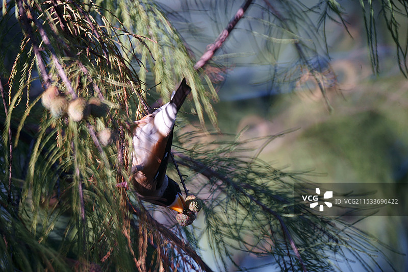 蜡嘴雀图片素材