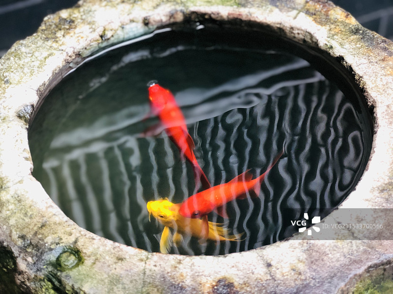 红色和黄色的金鱼图片素材