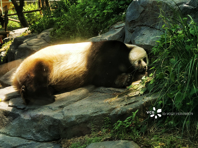 悠闲睡觉的大熊猫图片素材