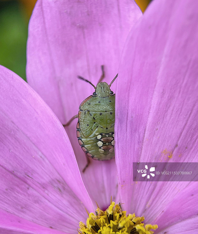 甲壳虫图片素材