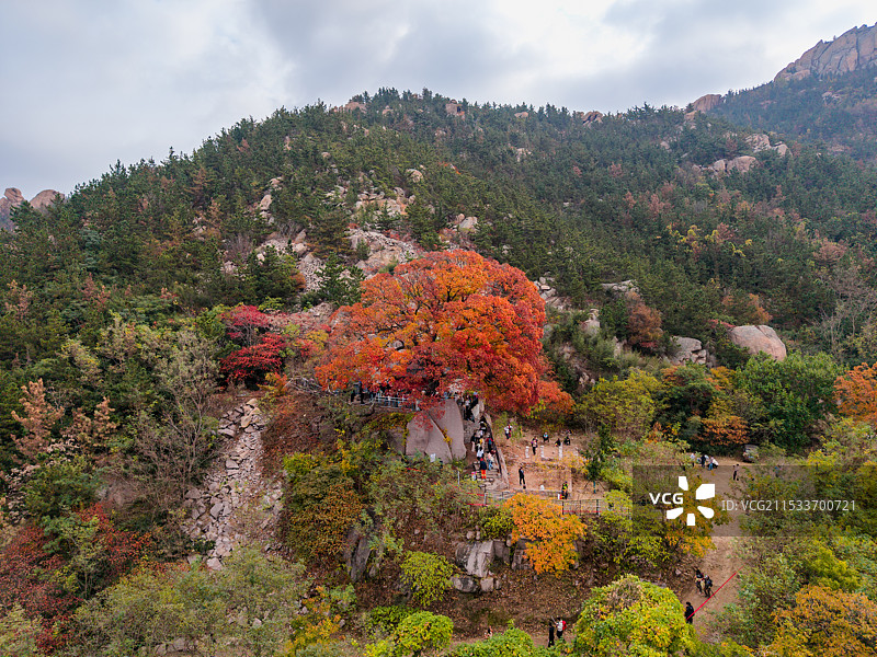 秋天的青岛崂山奶奶庙神清宫五角槭图片素材