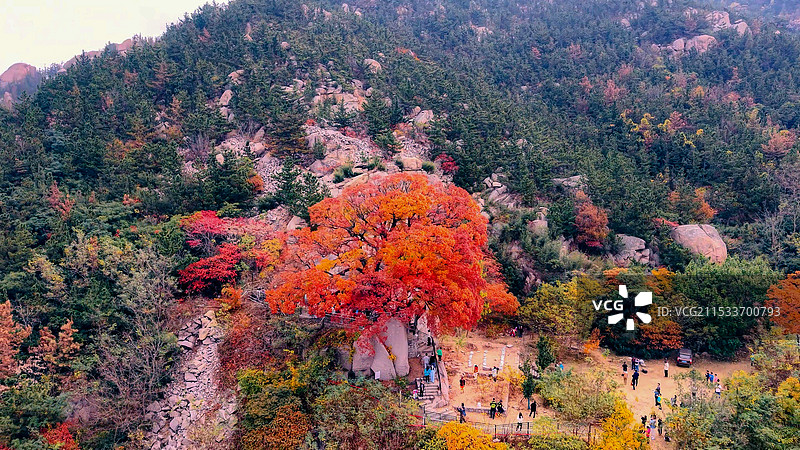 秋天的青岛崂山奶奶庙神清宫五角槭图片素材