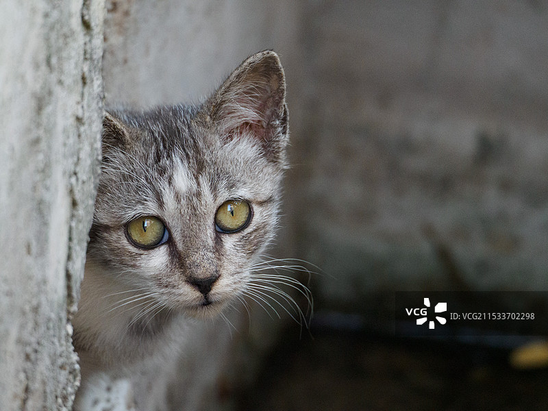 戴珍珠耳环的少女猫小心一瞥图片素材