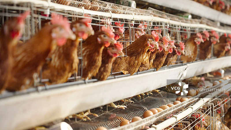 现代化养鸡场鸡子图片素材