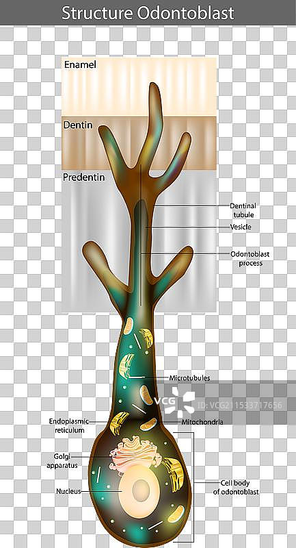 牙本质细胞及其突起结构图片素材