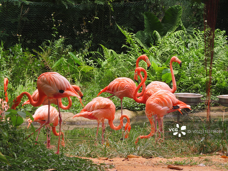 南宁动物园的粉色的火烈鸟图片素材