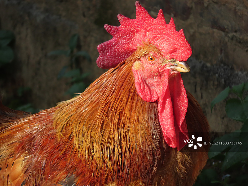 公鸡特写图片素材