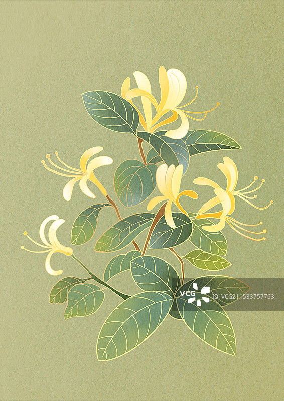 金银花中草药国潮国风水彩插画图片素材