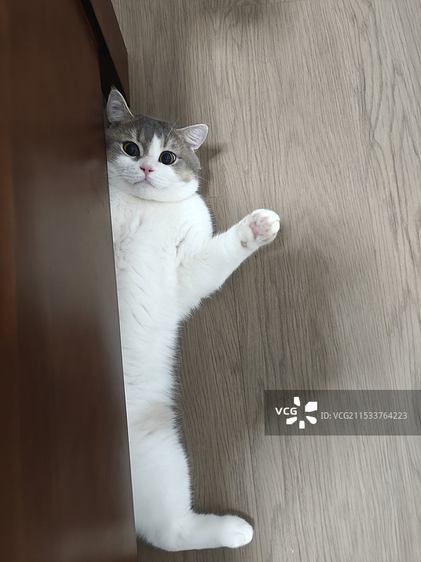 猫和老鼠是记录片图片素材