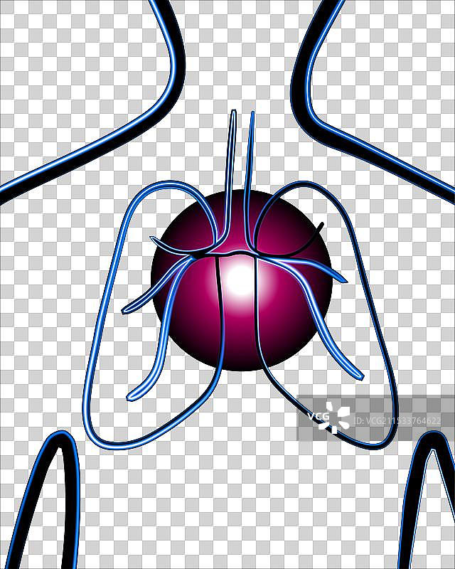 人类肺脏及肺部疾病概述图片素材