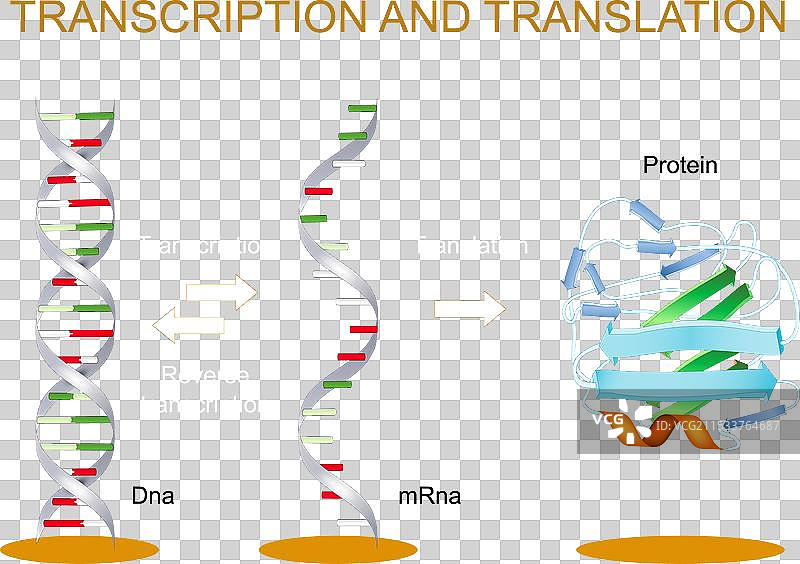 DNA到mRNA的转录与翻译图片素材
