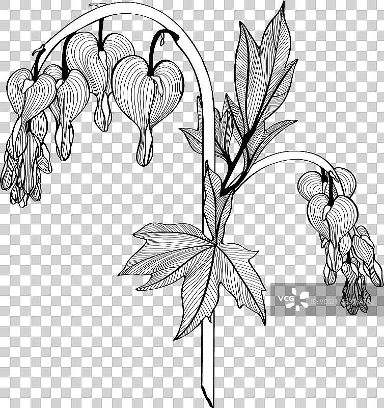 心形的洋金花春季花卉图片素材