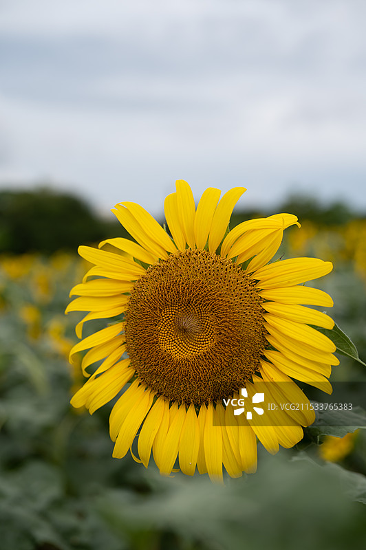 向日葵图片素材
